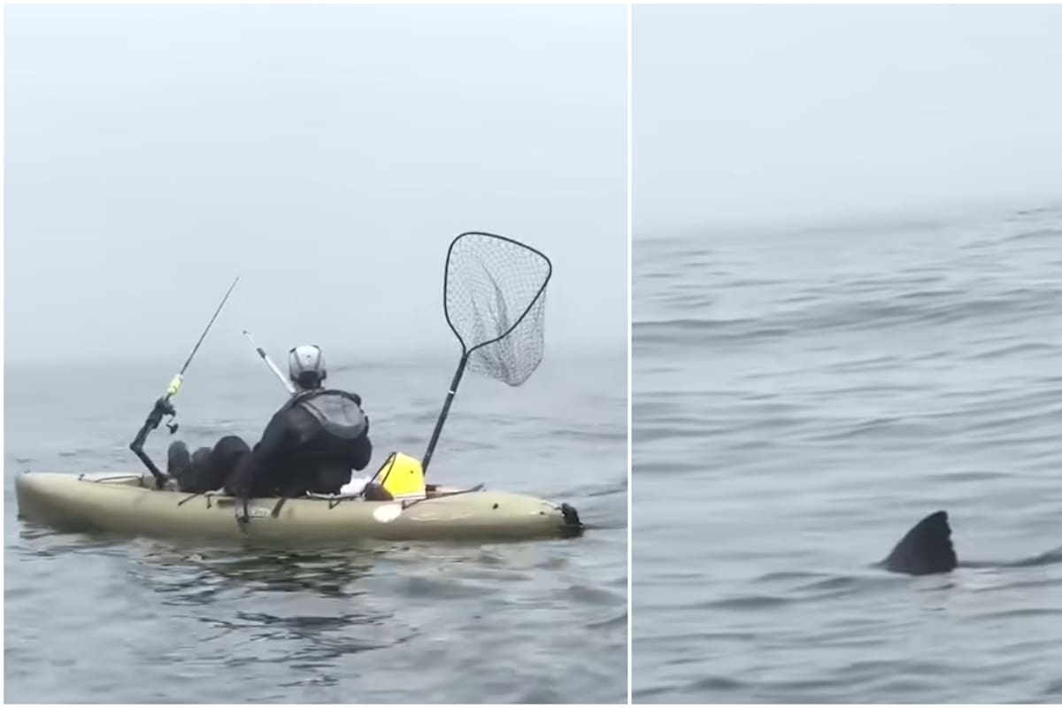 Un tiburón persiguió a dos jóvenes en kayak en California