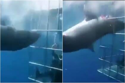 Un tiburón quedó atascado en los barrotes de una jaula al querer atacar a dos buzos