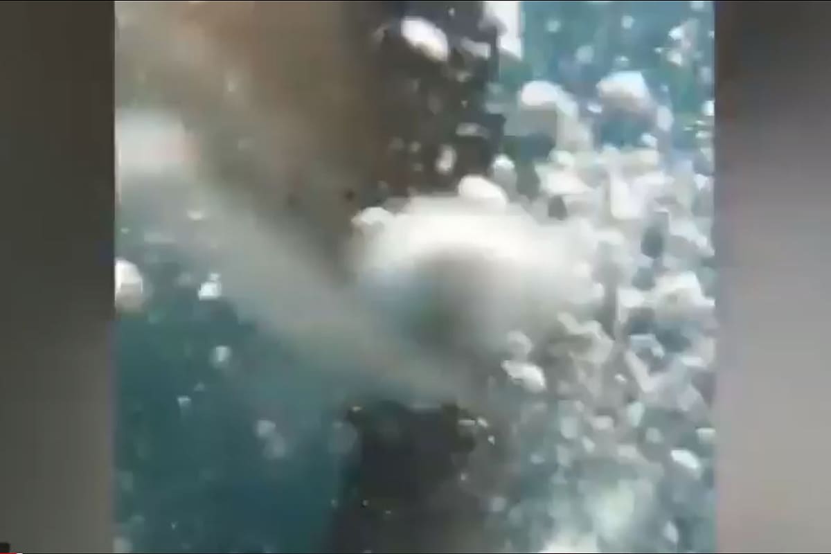 Un tiburón sorprendió a un pescador en Nueva Zelanda