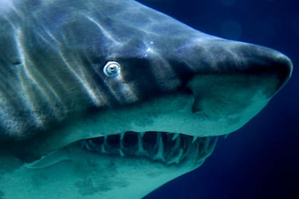 Si bien todavía no se pudo determinar qué tipo de tiburón atacó a la adolescente, hay algunas pistas. Foto: tiburón tigre de arena