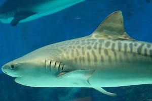 Un tiburón tigre, el ejemplar que atacó a la turista en las aguas costarricenses