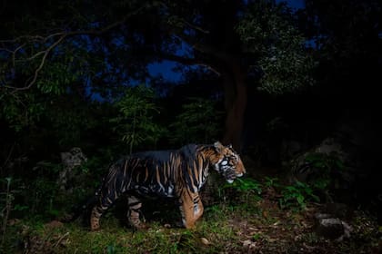 Un tigre con rayas oscuras poco comunes y de una anchura inusual