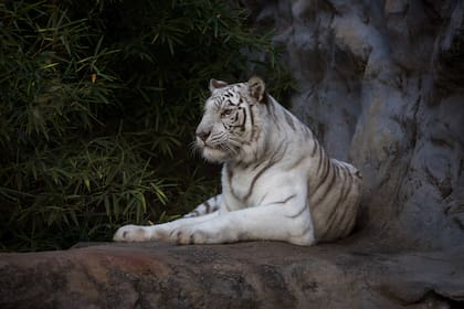 Un tigre de Bengala