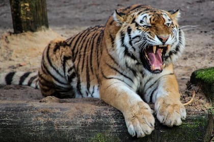 Un tigre macho de Sumatra mató a una hembra de su misma especie en un intento controlado de procreación