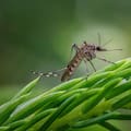 Rohit Lakhwani, investigador: “Los mosquitos podrían estar desarrollando resistencia al insecticida”