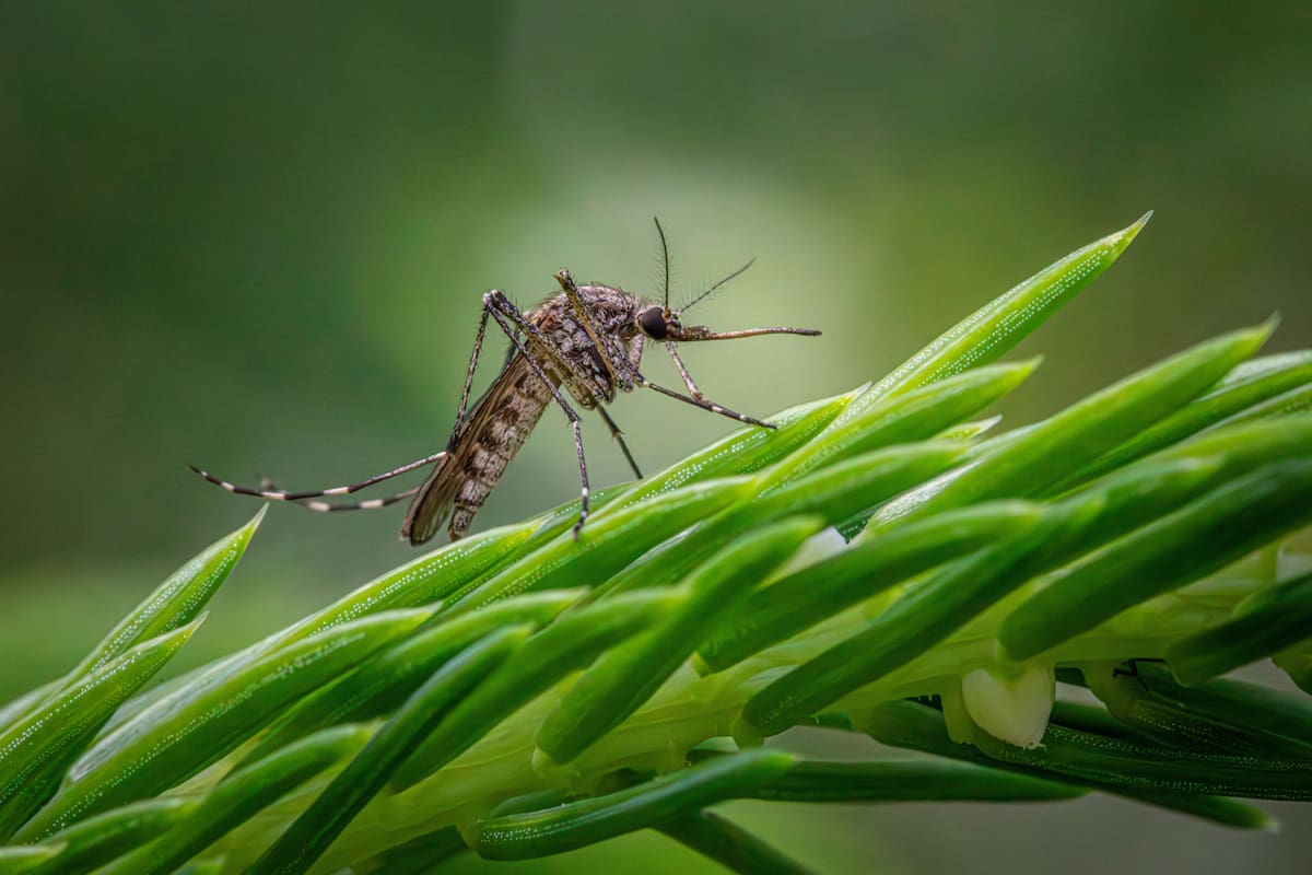 Un tipo de mosquito de la India podría estar desarrollando resistencia al insecticida