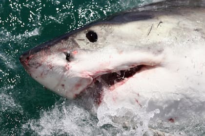 El hombre se enfrentó al tiburón y le dio "puñetazos" para salvar a su esposa