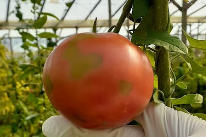 Un tomate afectado por el virus en Orán, Salta