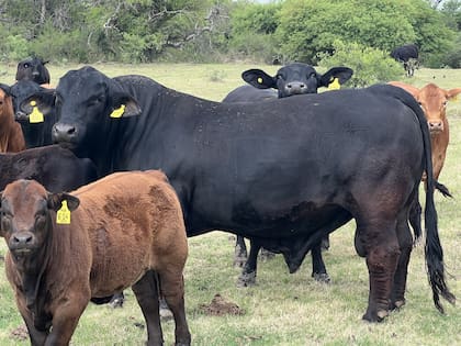 Un toro Brangus