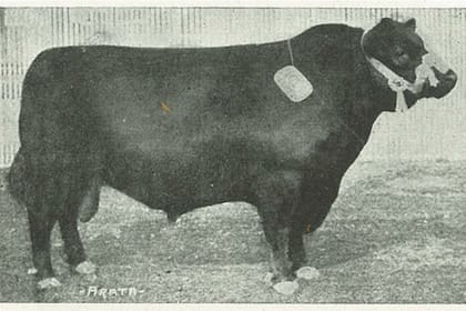 Un toro Angus premiado durante una exposición
