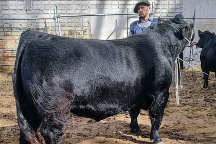 Un toro de la cabaña rematado en el marco de la Exposición Rural de Palermo
