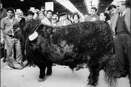 Un toro de la raza aberdeen Angus mientras era subastado en $18.000.000 en 1970