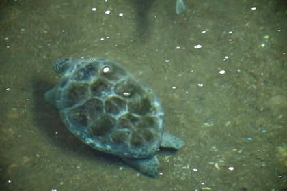 Un tortuga ciega permanece en las instalaciones a la espera de que se decida el futuro del lugar