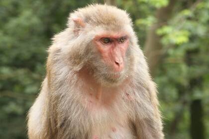 Un total de 18 macacos Rhesus fueron infectados con una cepa de coronavirus