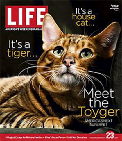 Un Toyger, como apareció en la tapa de la revista Life en febrero del 2007. Es una raza de gato doméstico diseñada para parecerse a un tigre en miniatura