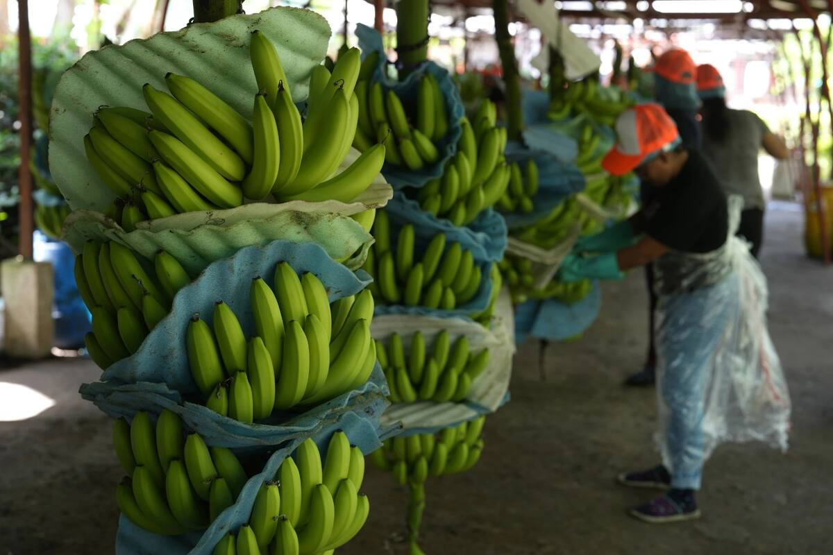 Un trabajador corta banano en una hacienda en Los Ríos, Ecuador