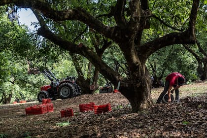 Un trabajador cosecha aguacate en Periban, Michoacán, el 21 de febrero de 2022