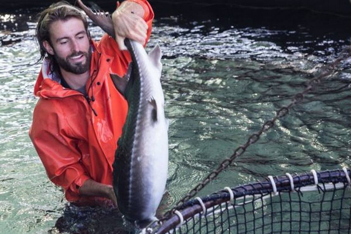 Un trabajador de Sterling Caviar muestra un esturión de su granja