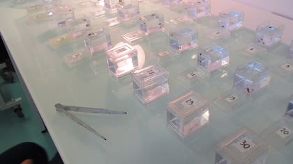 Un trabajo liderado por un científico del CONICET concluyó que la explicación clásica de la depresión por consanguinidad es insuficiente. Foto: gentileza investigador