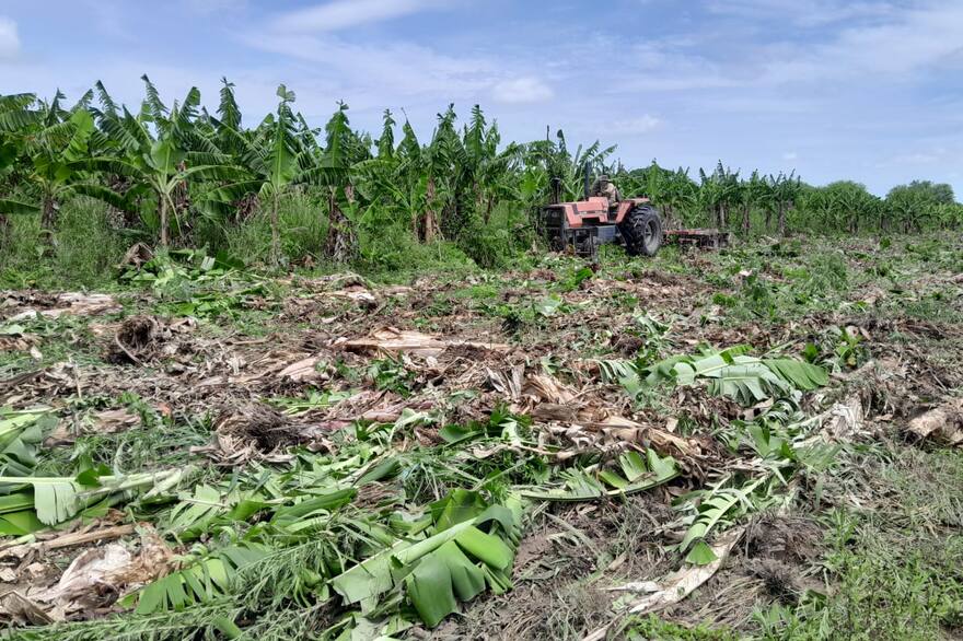 Un tractor derriba una a una las plantas de banana en Laguna Naineck