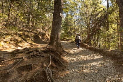 Un tramo de bosque del sendero que conduce al Cajón Azul