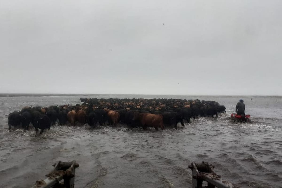 Un traslado de hacienda en un campo bajo el agua en Pila