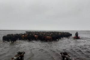Un traslado de hacienda en un campo bajo el agua en Pila