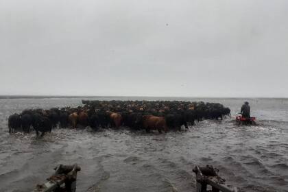 Un traslado de hacienda en un campo bajo el agua en Pila
