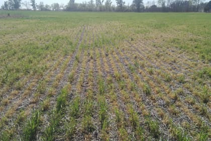 Un trigo afectado por la sequía en General Villegas