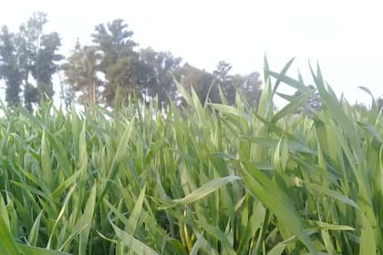 Un trigo en el sudeste cordobés, una de las regiones donde las lluvias mostraron bajos milímetros en lo que va de la campaña