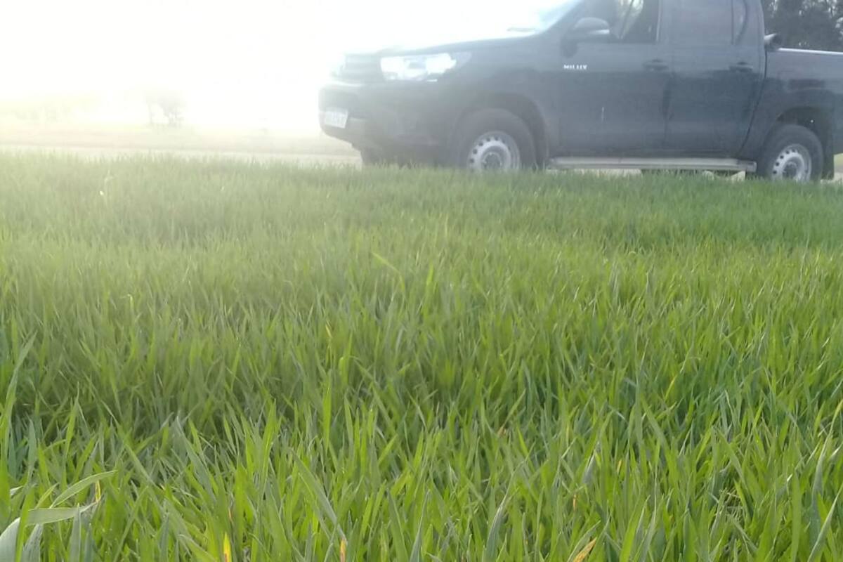 Un trigo en la zona de Marcos Juárez
