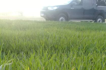 Un trigo en la zona de Marcos Juárez