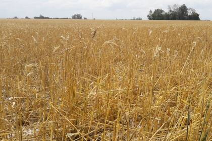 Un trigo que estaba para cosechar en Villa Cañas