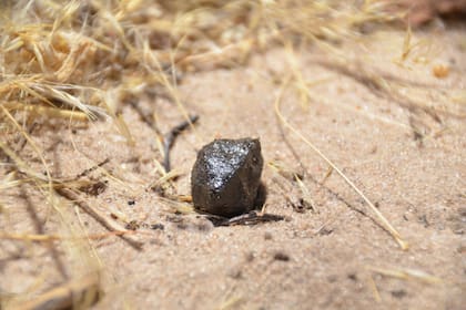 Un trozo del asteroide 2018 LA, recuperado en la Reserva de Caza del Kalahari Central en el centro de Botswana
