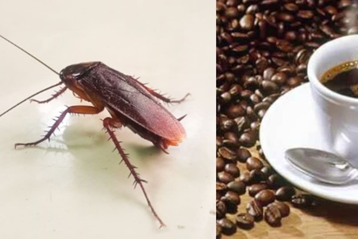 Un truco casero para prevenir la presencia de cucarachas y hormigas en el hogar