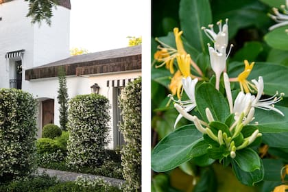 Un truco eficaz para aprovechar al máximo el perfume de las flores es ubicarlas cerca de las ventanas o puertas.