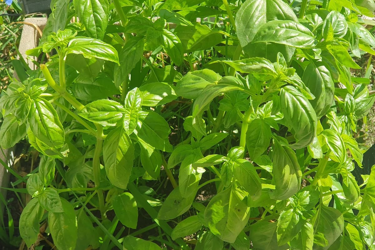 Un truco para albahacas más generosas: nunca cortes las hojas de a una; para la cocina, sacá siempre ramitas completas, dejando dos brotes por abajo
