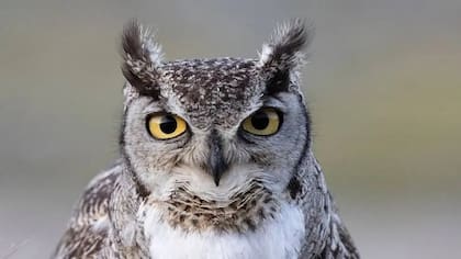 Un tucúquere (Bubo magellanicus) en la provincia de Santa Cruz, Argentina. Mirar de frente tiene ventajas para los búhos