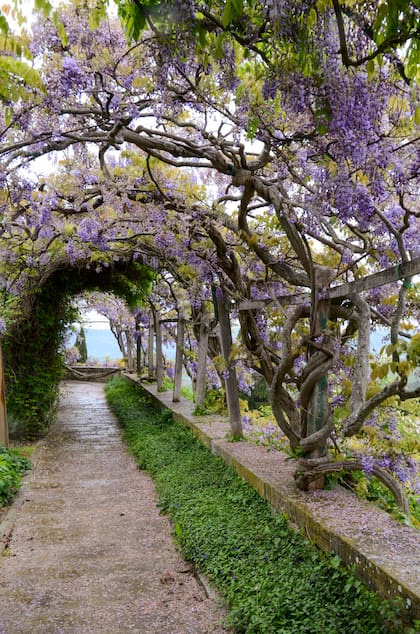 Un túnel de una añosa Wisteria sinensis