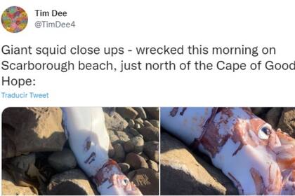 Un turista se topó con la particular criatura y lo publicó en las redes sociales. Twitter: @TimDee4