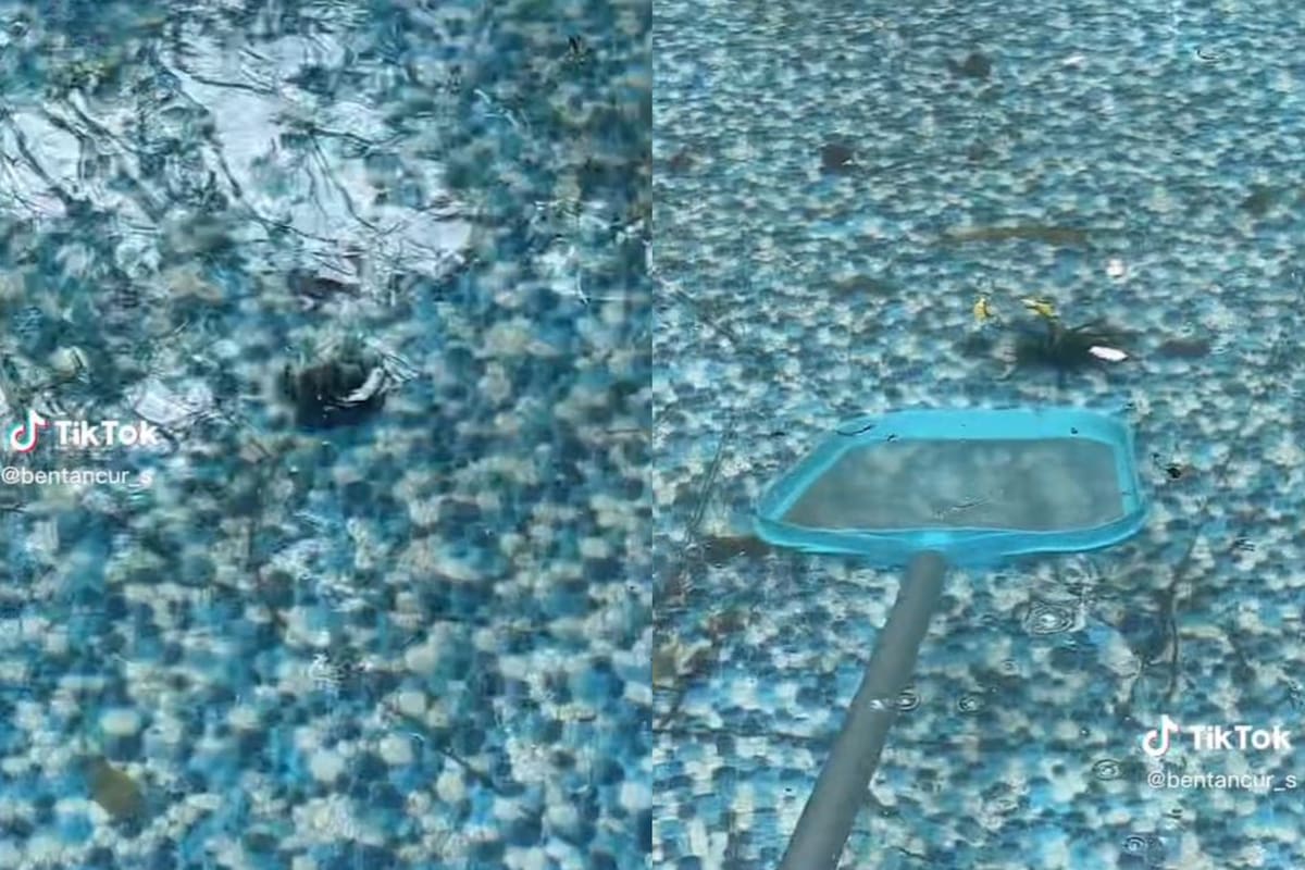 Un usuario de TikTok filmó cómo sacó a dos tarántulas de su pileta