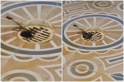 Un usuario de TikTok mostró cómo una rata apareció por una rejilla rota de su baño