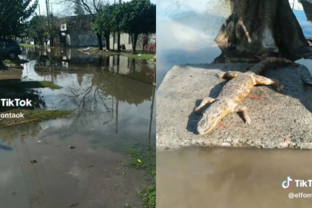 Un usuario se encontró cara a cara con un lagarto en Monte Chingolo y tuvo una actitud ejemplar
