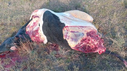 Un vaca Holando del productor Gustavo Vázquez que fue faenada por los ladrones en junio pasado