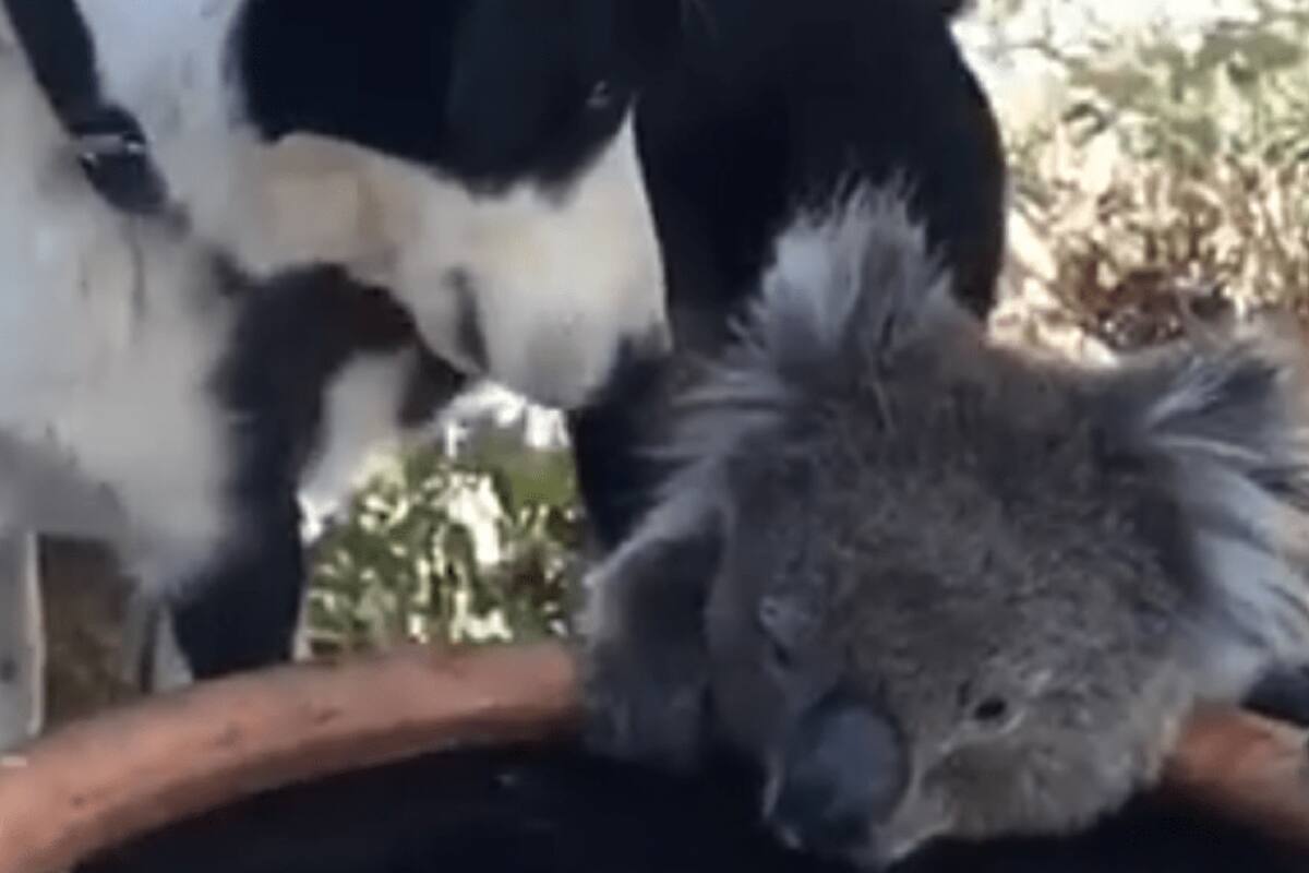 Un vecino capturó el momento de convivencia entre una mascota y el animal en peligro