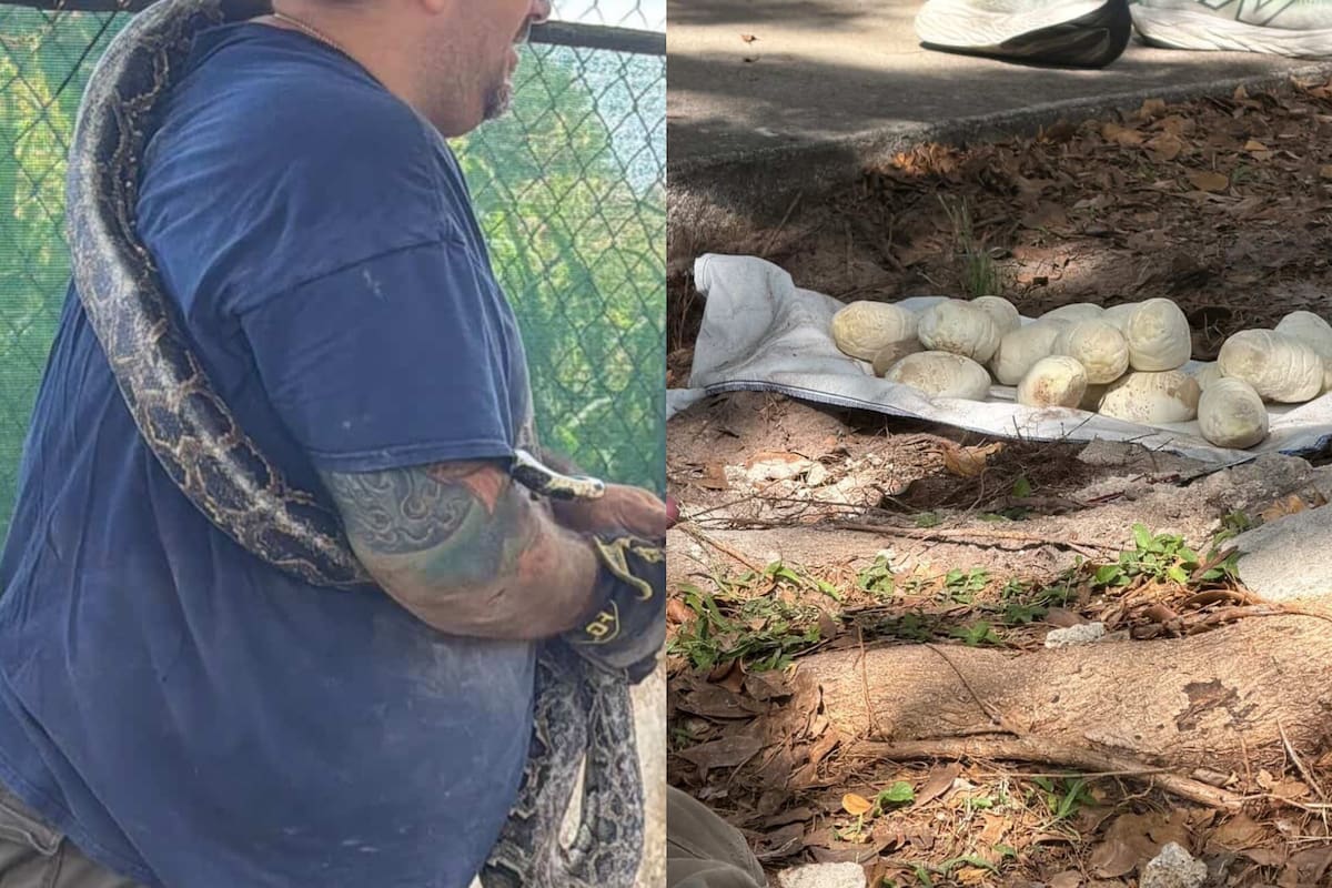 Un vecino de Miami-Dade, Florida, detectó a la serpiente y alertó a las autoridades