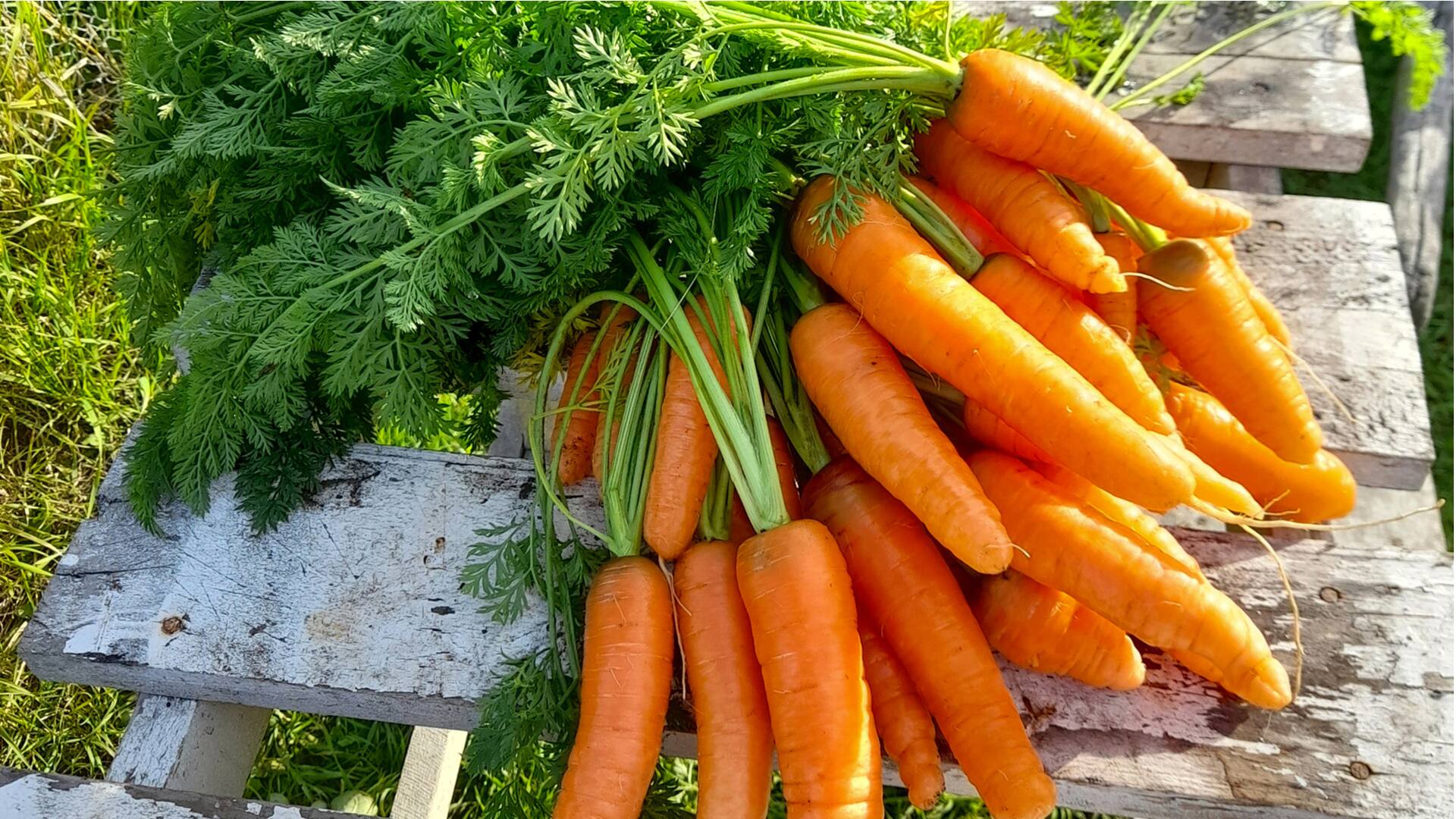Un vegetal milenario que hasta sus hojas son comestibles.
