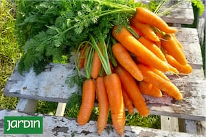 Un vegetal milenario que hasta sus hojas son comestibles.