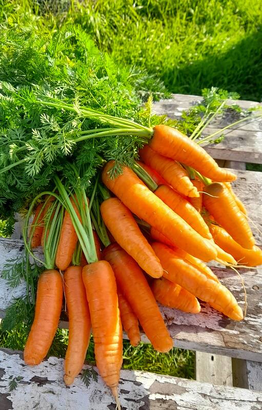 Un vegetal milenario que hasta sus hojas son comestibles.