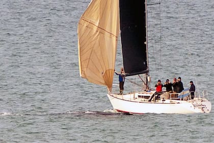 Un velero muy cerca de una ballena en Mar del Plata